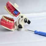 API Dental TYPODONT JAW MODEL, High Quality And Teeth B-561 CE Certified