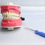 API Dental TYPODONT JAW MODEL, High Quality And Teeth B-561 CE Certified