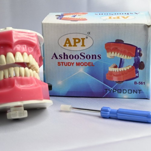 API Dental TYPODONT JAW MODEL, High Quality And Teeth B-561 CE Certified